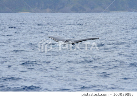 Tail fin of a whale diving into the sea off the coast of Amami Oshima 103089893
