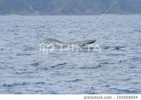 View of whales diving into the sea off the coast of Amami Oshima 103089894