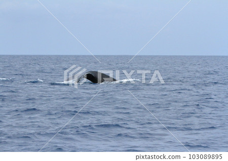A whale swimming near Amami Oshima with its tail fin raised to the surface 103089895