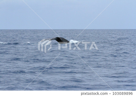 Sea water dripping from the tail fin of a whale thrust into the sea of Amami Oshima 103089896