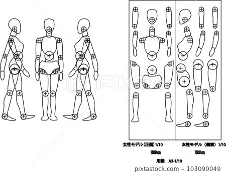女模特身高160cm 103090049