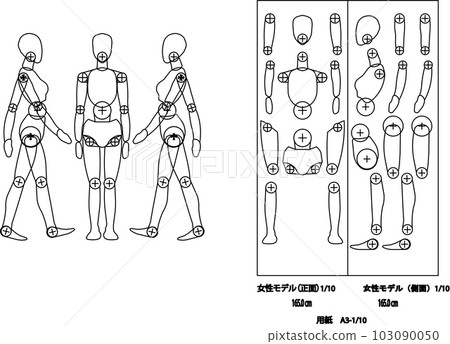 Female model height 165cm Female model height 165cm 103090050