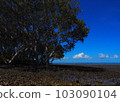 Landscape with blue sky and mangroves 103090104