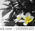 pretty plumeria blooms 103090105