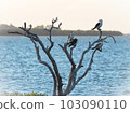 trees, birds, and the sea. 103090110