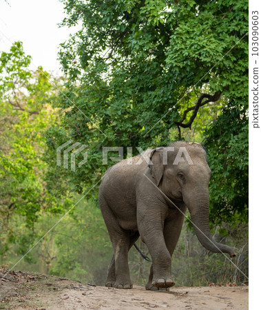 wild aggressive asian elephant or Elephas maximus indicus roadblock walking head on in summer season and natural green scenic background safari at bandhavgarh national park forest madhya pradesh india 103090603