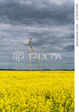 Electricity pylon in rapeseed field 103091269