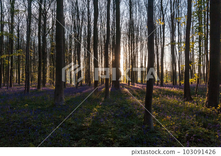 Sunrise illuminating bluebells Sunrise illuminating bluebells 103091426