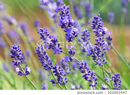 English lavender 103091447
