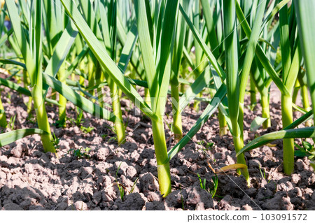Garlic growing in the ground in early spring, young plants close-up. An organically grown garlic plantation in the vegetable garden 103091572