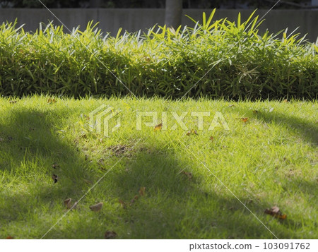 Grass and wildflowers on the slope Grass and wildflowers on the slope 103091762