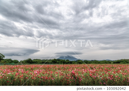 茨城縣下妻市小井川交流公園的罌粟花 103092042