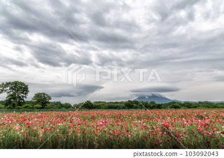 茨城縣下妻市小井川交流公園的罌粟花 103092043