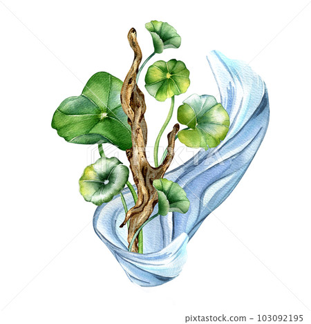 Centella asiatica, wooden branch composition watercolor illustration isolated on white. Pennywort, gotu kola water shape, cola, driftwood hand drawn. Design element for package, label, wrapping Centella asiatica, wooden branch composition watercolor illustration isolated on white. Pennywort, gotu kola water shape, cola, driftwood hand drawn. Design element for package, label, wrapping 103092195