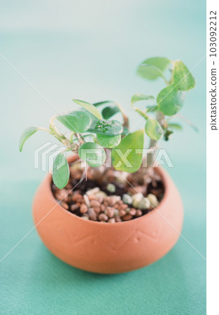 A foliage plant in a potted ceramic pot 103092212