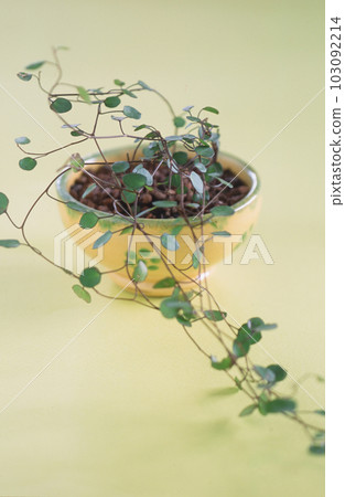 A foliage plant in a yellow pot A foliage plant in a yellow pot 103092214