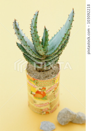 stone and cactus 103092218