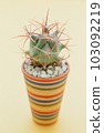 Ethnic Border Pottery and Cactus 103092219