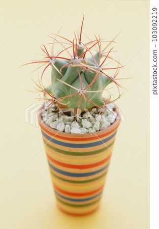 Ethnic Border Pottery and Cactus 103092219