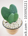 Heart shaped cactus 103092221