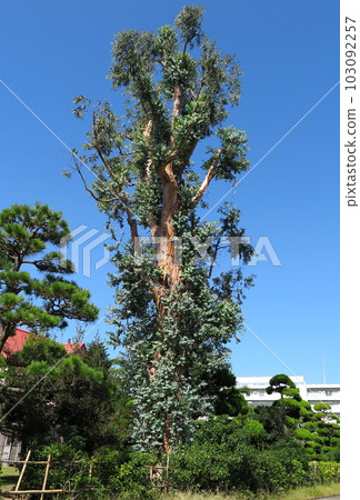 巨型橄欖樹(姬路市大賽璐工廠內) 巨型橄欖樹(姬路市大賽璐工廠內) 103092257