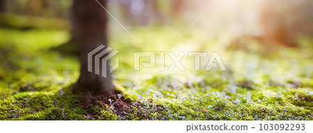 Forest bokeh panorama 103092293