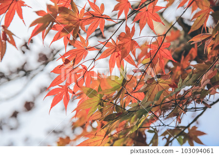 Red and yellow leaves of the japanese maple, Red and yellow leaves of the japanese maple, 103094061