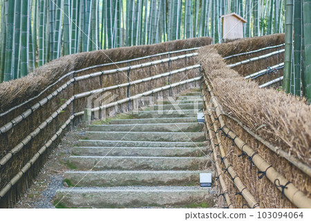 Bamboo Forest in Adashino Nenbutsu-ji Japan, Arashiyama, Kyoto 103094064