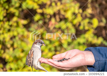 The boy feeds the birds with seeds from his hand. Sparrow eats seeds from the boy's hand The boy feeds the birds with seeds from his hand. Sparrow eats seeds from the boy's hand 103094221