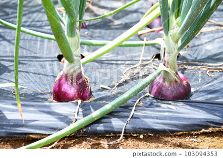 在菜園裡種植紅洋蔥 103094353