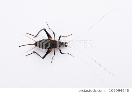 一隻雌性鈴甲蟲的白色背景照片 103094946