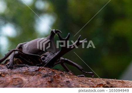 forest Background Photos 103094949