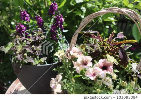 時尚夏日花卉群植&群盆 103095084