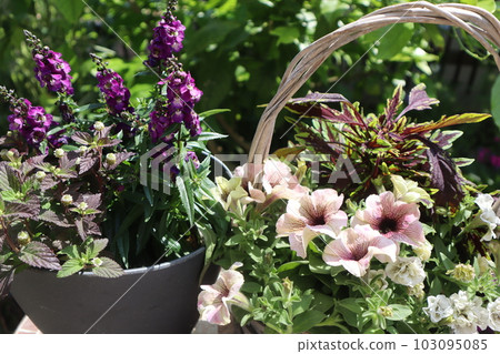 Fashionable summer flower group planting & group pot 103095085