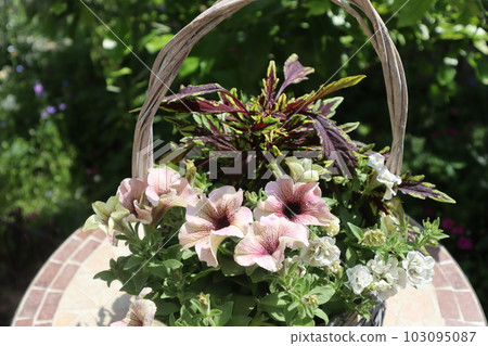 Group planting of stylish summer flowers 103095087