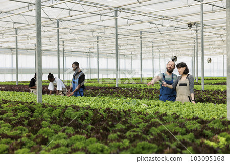 Busy group of farmers discussing non chemical agricultural methods of getting rid of parasites from vegetable plantation crop rows without using herbicides. Sustainable eco friendly greenhouse farm 103095168