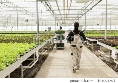 Interior of agricultural greenhouse with farm workers harvesting eco friendly leafy vegetables crops in fertilized soil rows. Sustainable regenerative local agriculture in certified organic bio farm. Interior of agricultural greenhouse with farm workers harvesting eco friendly leafy vegetables crops in fertilized soil rows. Sustainable regenerative local agriculture in certified organic bio farm. 103095201