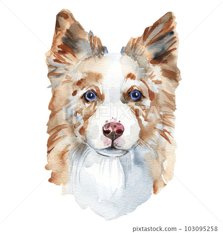 Watercolor dog portrait of a border collie, closeup on a white background, with elements of drips and paint splatter Watercolor dog portrait of a border collie, closeup on a white background, with elements of drips and paint splatter 103095258