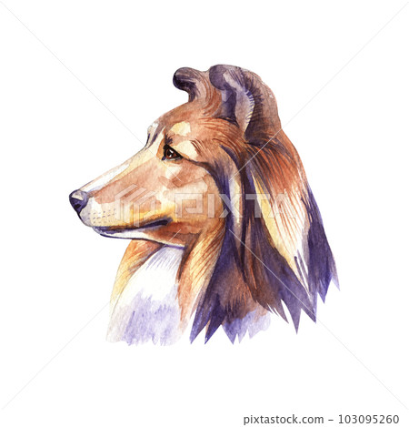 Sheltie. Portrait dog. Watercolor hand drawn illustration. 103095260