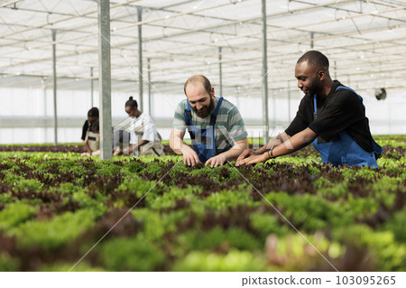 Teamworking farm workers carefully inspecting leafy greens plantation crop rows for unwanted pests without using harmful chemicals. Certified organic rural horticulture greenhouse 103095265