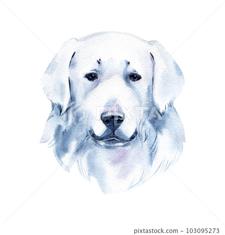 Slovakian Chuvach. Slovak cuvac dog breed with long fur digital art. Watercolor portrait close up of domesticated animal, hand drawn doggy slovakian purebred canine profile. Slovakian Chuvach. Slovak cuvac dog breed with long fur digital art. Watercolor portrait close up of domesticated animal, hand drawn doggy slovakian purebred canine profile. 103095273