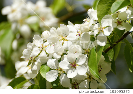 apple tree blooms profusely in the spring apple tree blooms profusely in the spring 103095275