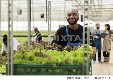Happy african american farmer pushing cart full of local organic pesticide free bio leafy greens. Busy group of farmers harvesting vegetables in local eco friendly sustainable greenhouse. 103095321
