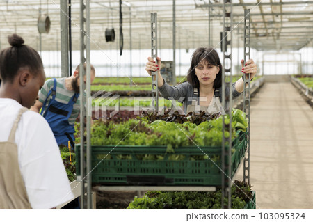Busy group of farmers harvesting local healthy natural bio leafy greens in modern entrepreneurial eco friendly agricultural greenhouse. Woman pushing cart full of certified organic vegetables 103095324