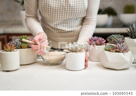 Woman putting soil into ceramic pot for Echeveria Succulent rooted cutting transplantation Woman putting soil into ceramic pot for Echeveria Succulent rooted cutting transplantation 103095543