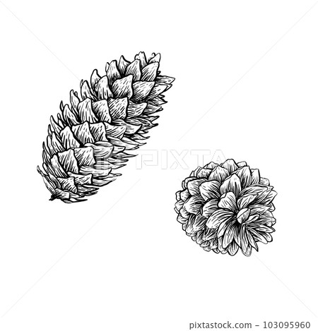 Spruce cones. Vector sketch illustrations. Watercolor image of fir cone on white background. 103095960