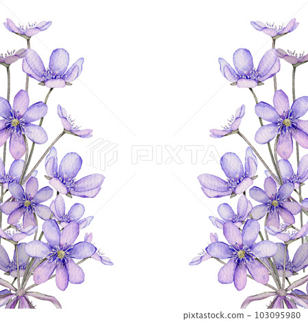 Watercolor spring flowers isolated on white background. Scilla. Coppice, hepatica - first spring flowers. Illustration of delicate lilac flowers. Primroses, the anemones. forest flowers liverwort 103095980