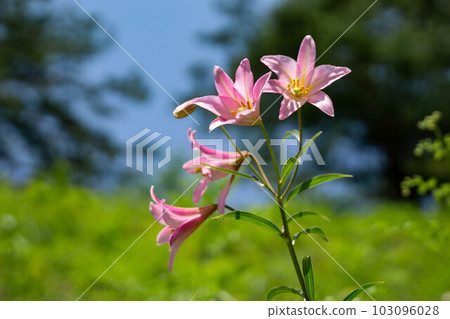 Himesayuri starting to bloom 103096028