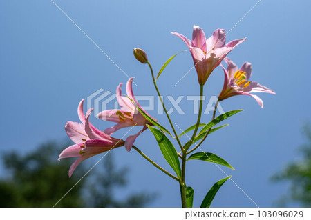 Himesayuri starting to bloom 103096029