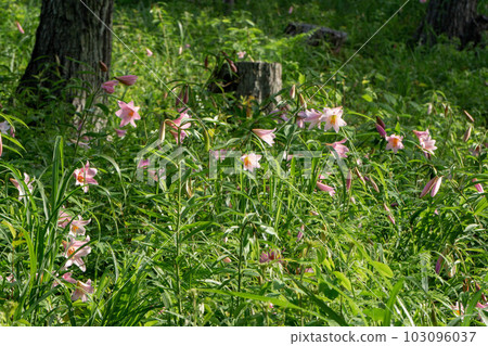 Himesayuri starting to bloom Himesayuri starting to bloom 103096037